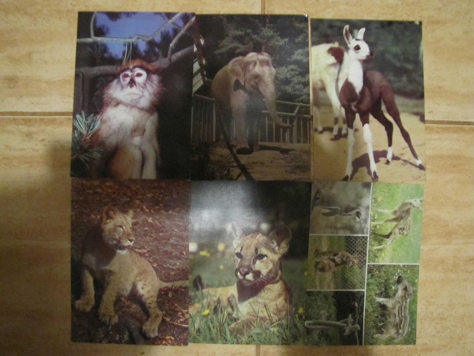 pocztówki zwierzęta z gdańskiego z o.o.-6 sztuk
