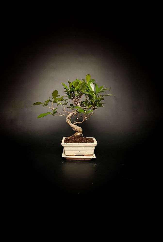 Zestaw bonsaisty drzewko bonsai ciekawy prezent