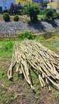 Canas de bambu nacional