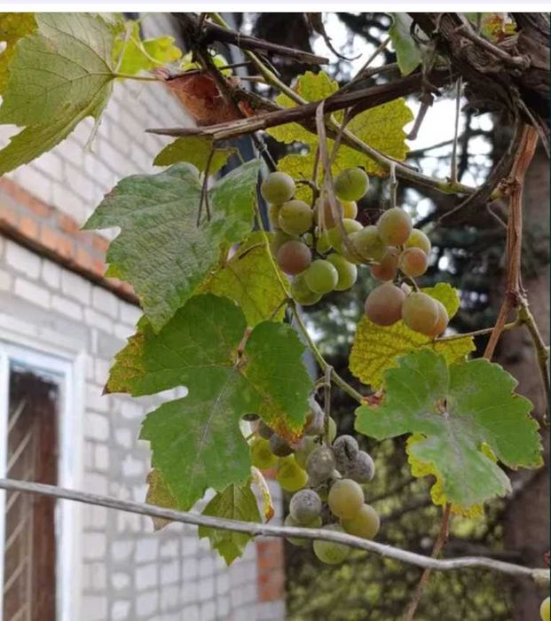 Продам дом -дачу в Высоком. Участок 10 соток .Печное отопление TB