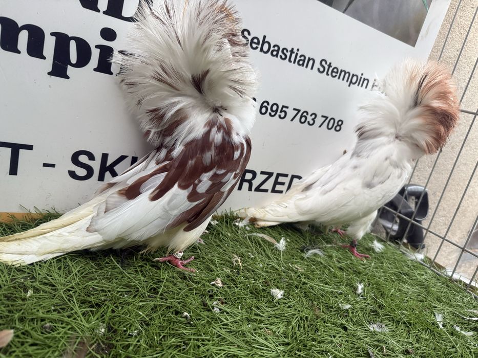 Gołębie. Perukarz. Perukarze. Możliwy transport