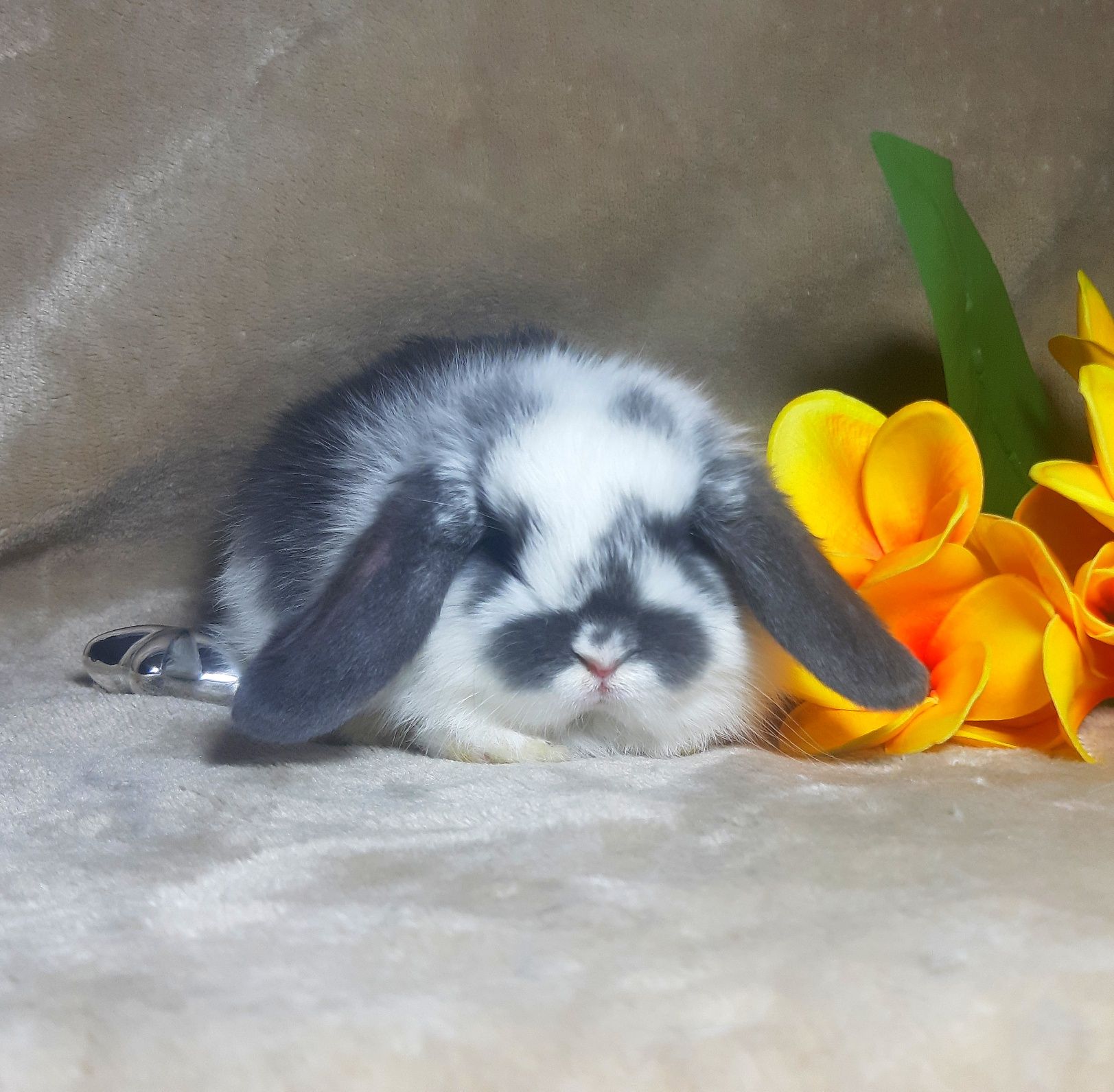 Карликовые мини кролики,карликові міні кролики,крольчата,кроленята