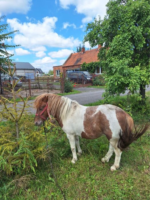 Sprzedam pare kucyków 2300 sztuka