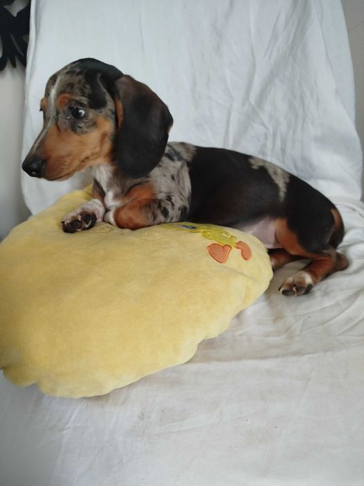 Jamnik suczka merlle