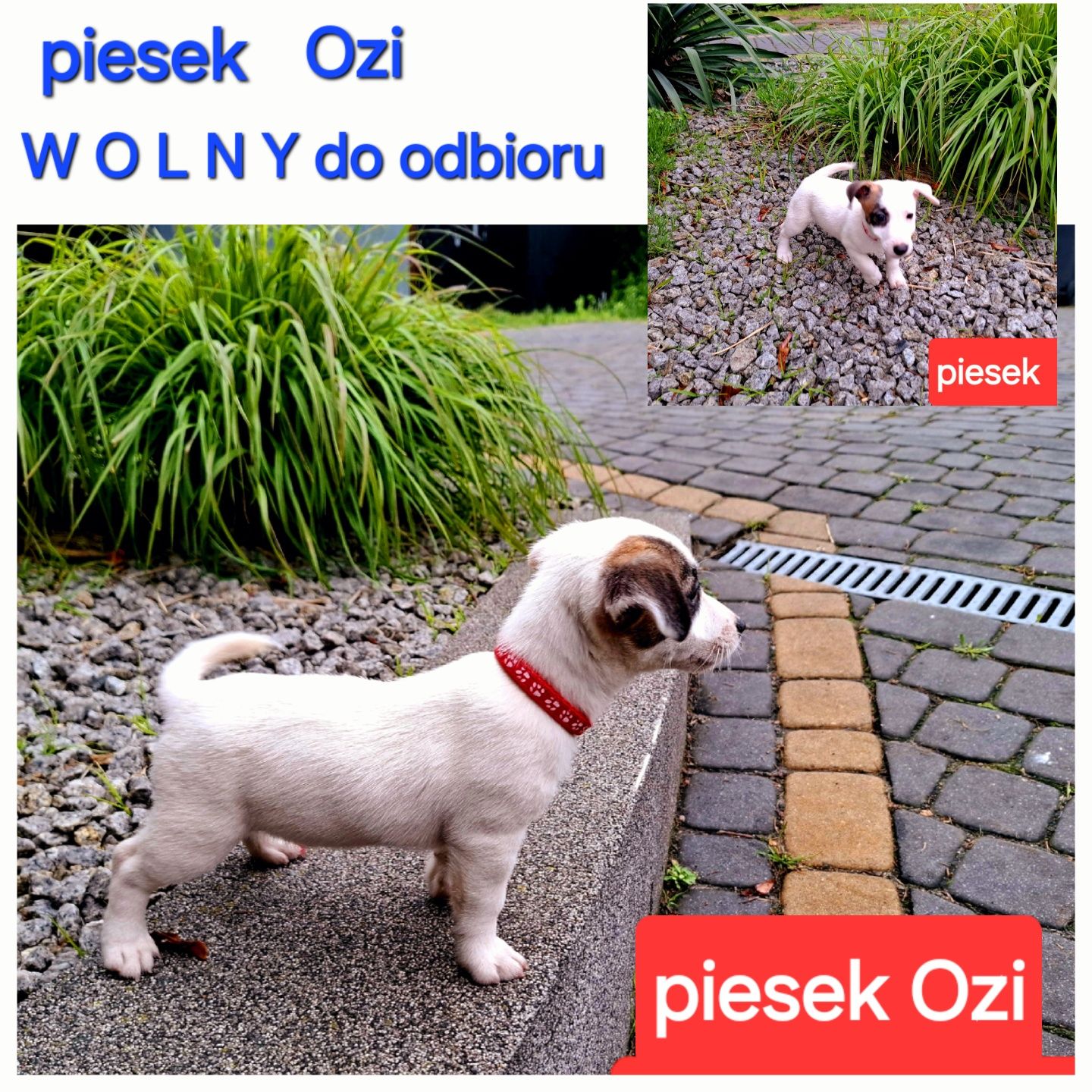 Malutki Ozi !!!  Jack Russell  do odbioru RODZICE W HODOWLI