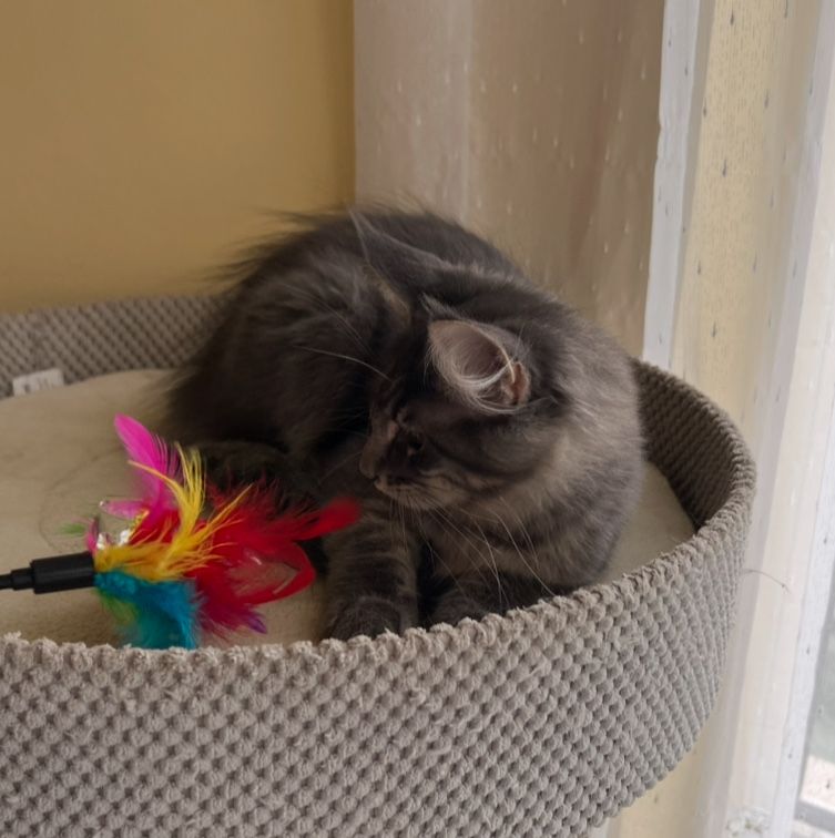 Śliczna niebieska pręgowana kotka Maine Coon