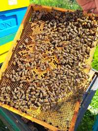 Odkłady pszczele rodziny pszczoly matki