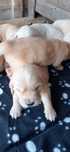 Golden Retriever suczka