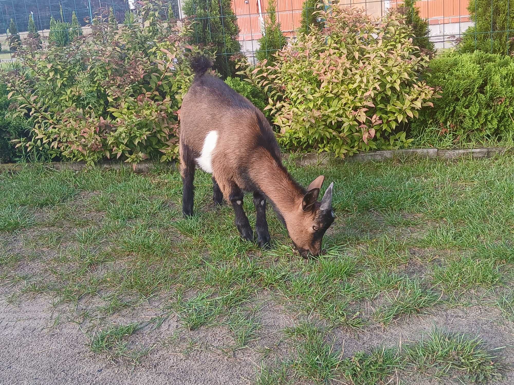 Sprzedam koziolka