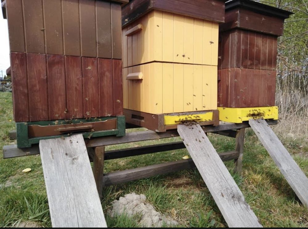 Odkłady pszczele na ramkach wielkopolskich