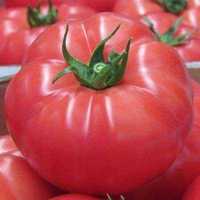 Pomidory malinowe - rozsady Flora Szczecin