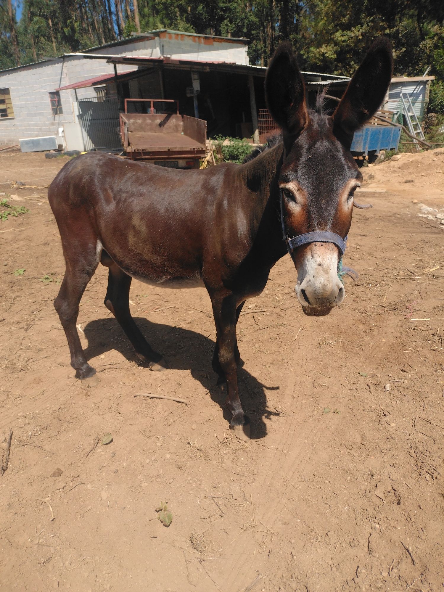 Macho burro inteiro