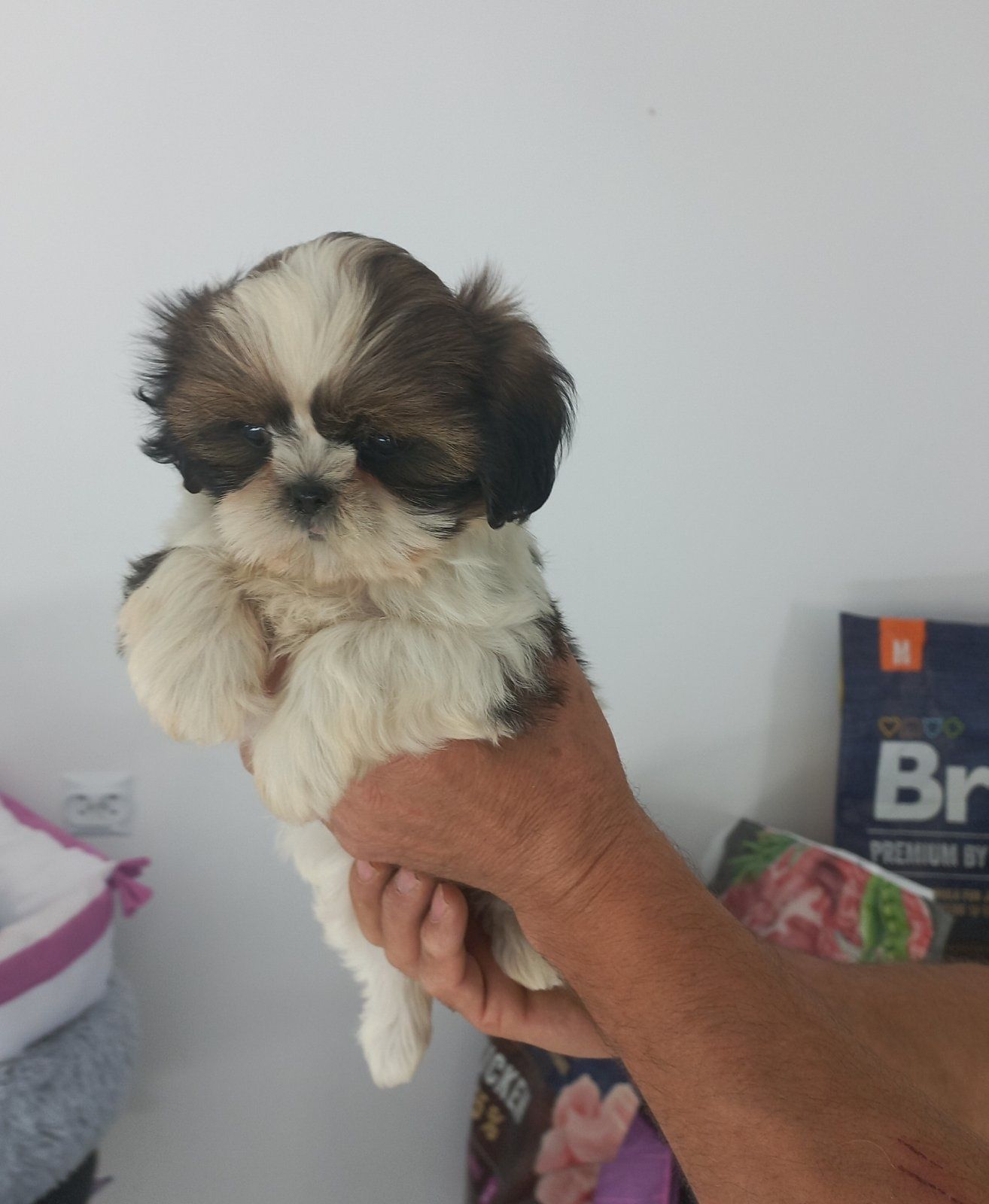 Sinia Shih Tzu dziewczynka, suka