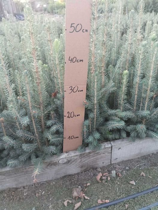 Świerk Srebrny odm. Kaibab ( Picea pungens)15-30 cm