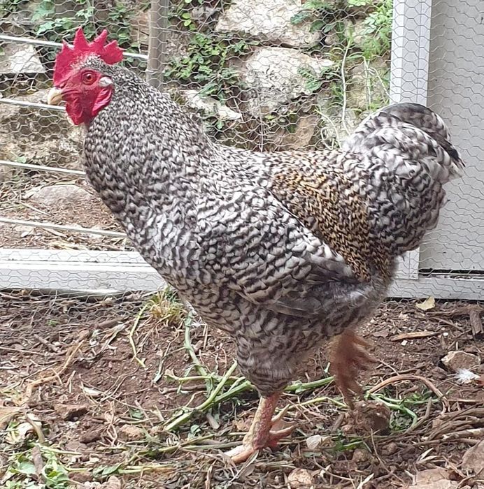 Galos 6 "Chines" Garnize 2 grandes Troco por galinhas frangas ou vendo