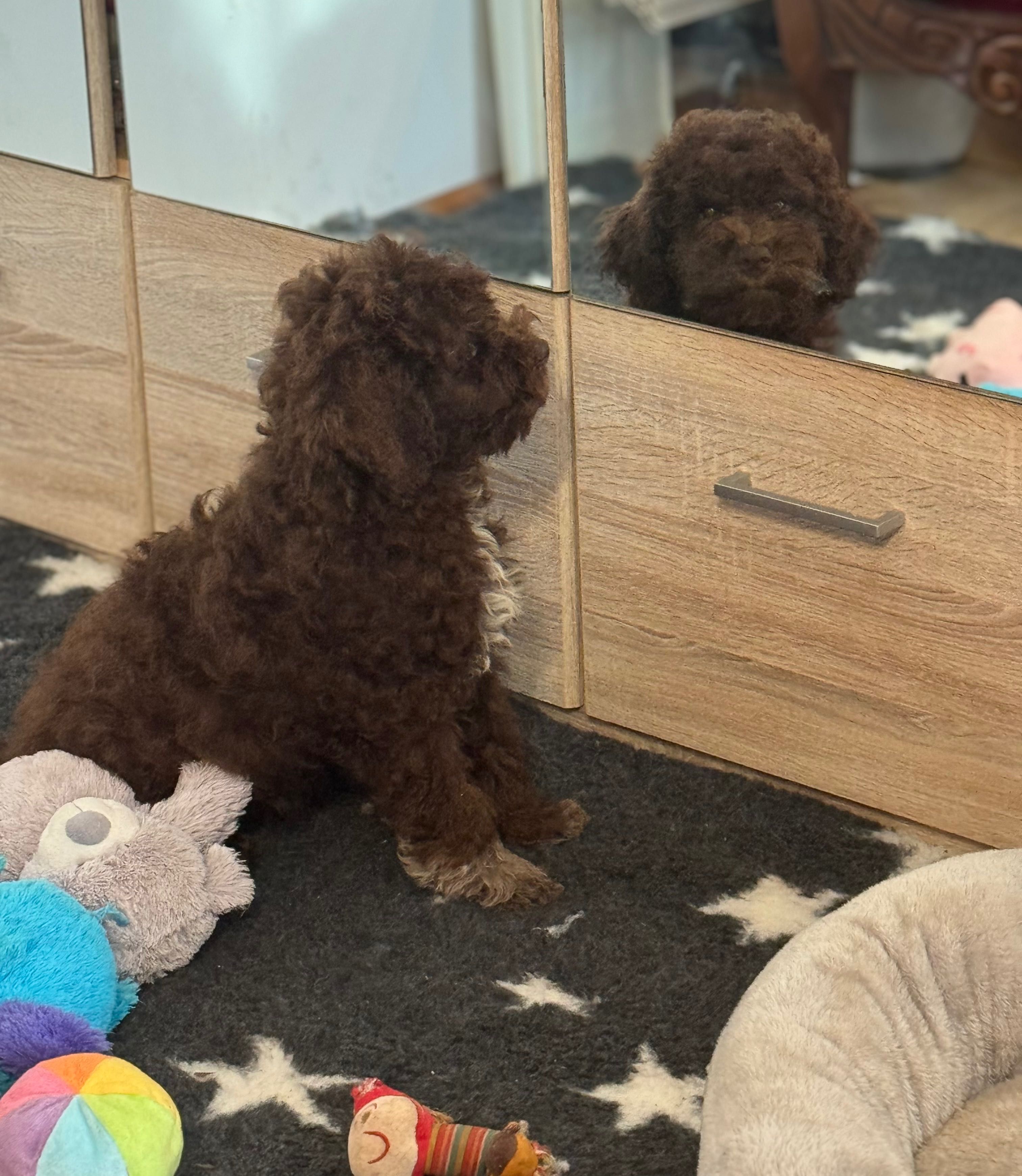 Lagotto Romagnolo FCI