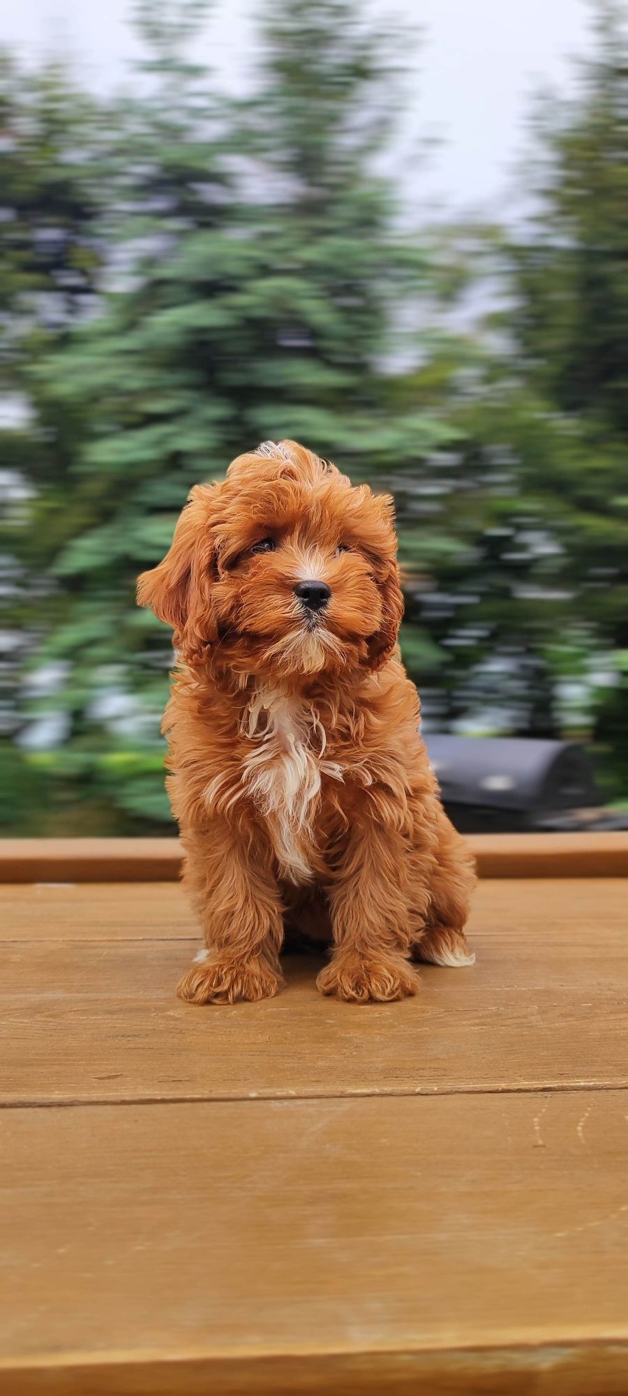 Rodowodowe Szczenięta Cavapoo  • GOTOWE DO ODBIORU •