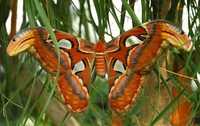 Метелик живий тропічний