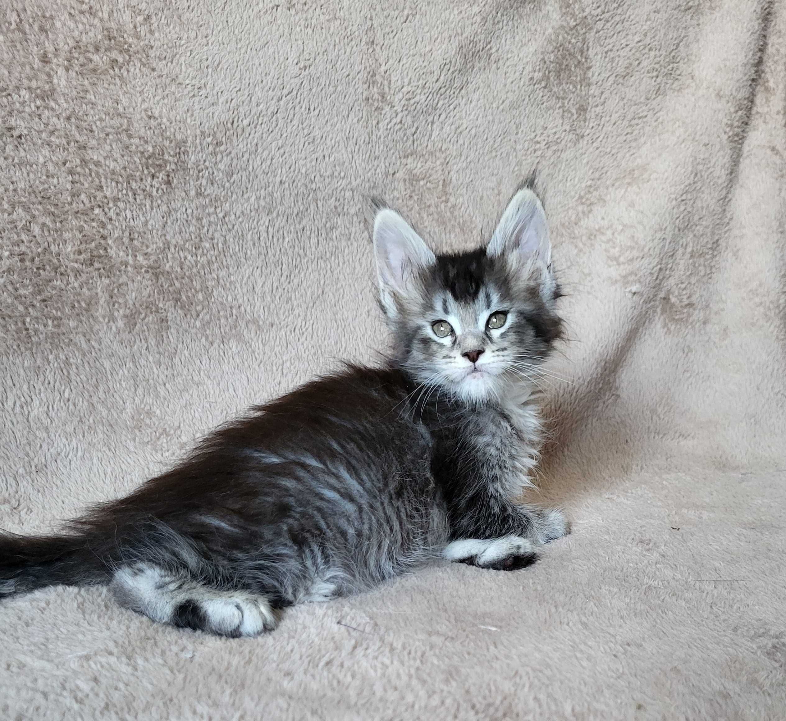 Dziewczynka maine coon z rodowodem FPL