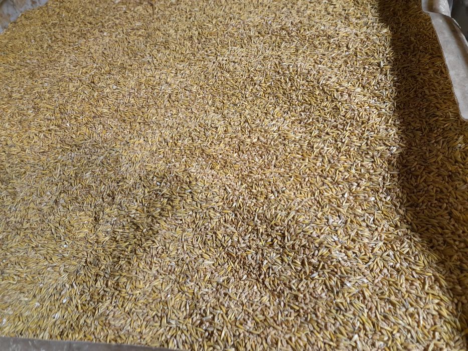 Owies pszenżyto pszenica