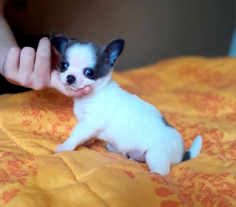 Chłopiec rasy chihuahua w kolorze niebiesko-białym.