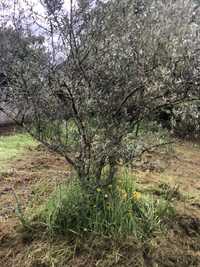 Oliveiras jardim