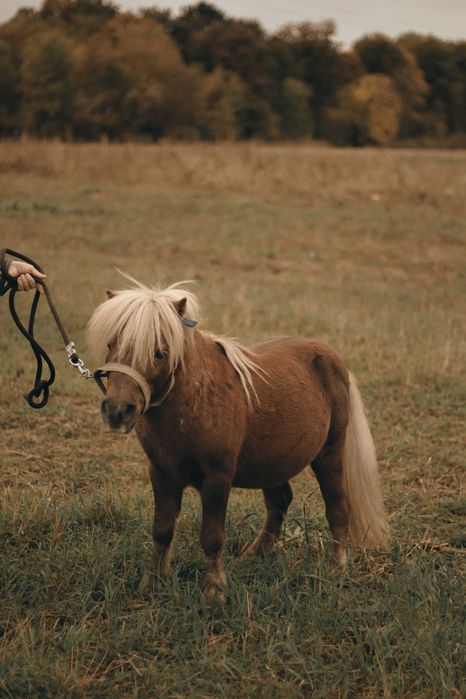 Продам міні поні