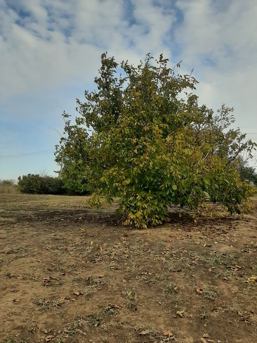 Земельна ділянка Сичавка