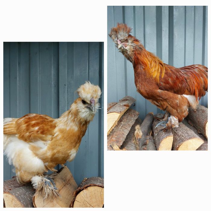 Silka USA satynowy kogut młody