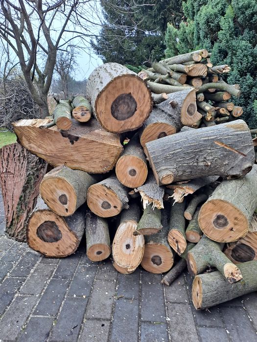 Drzewo orzech włoski