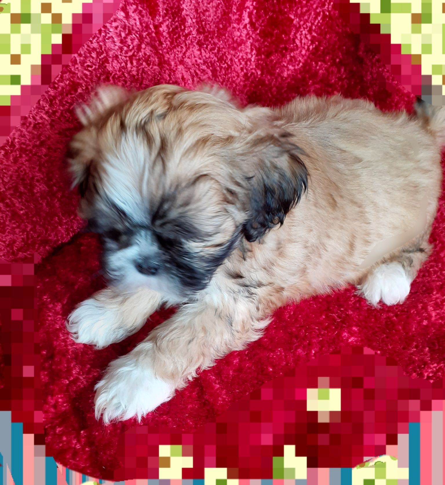 Lhasa apso kuzyn shih tzu