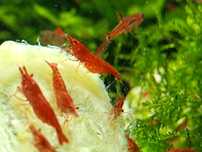 Camarões Neocaridina Red Fire