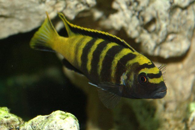 Pseudotropheus flavus Псевдотрофеус флавус Малавийские Цихлиды