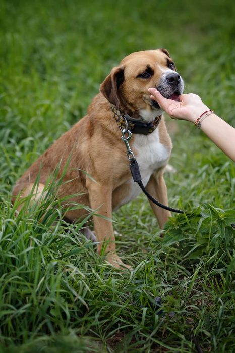 Fox   , psiak uratowany z łańcucha szuka domu