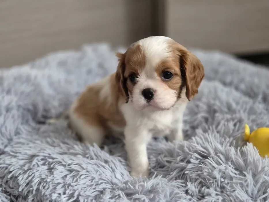 Cavalier King Charles