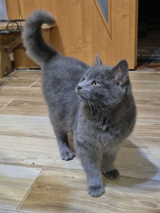 Животные бесплатно