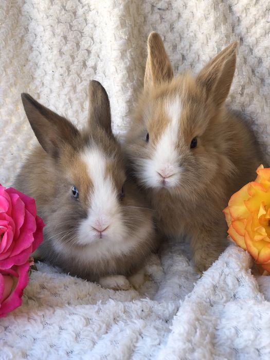 Декоративные маленькие кролики Одесса