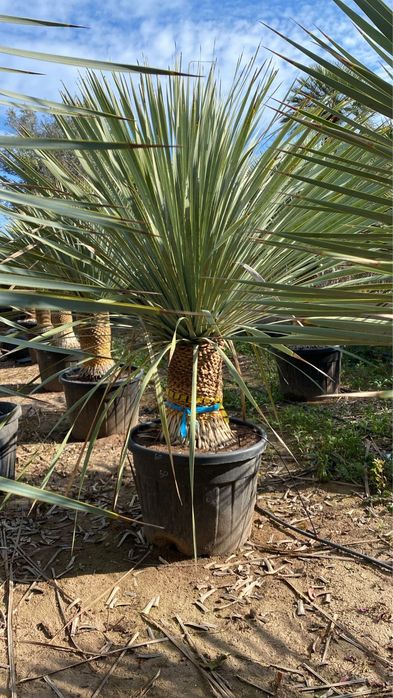 Juki, draceny, kaktusy