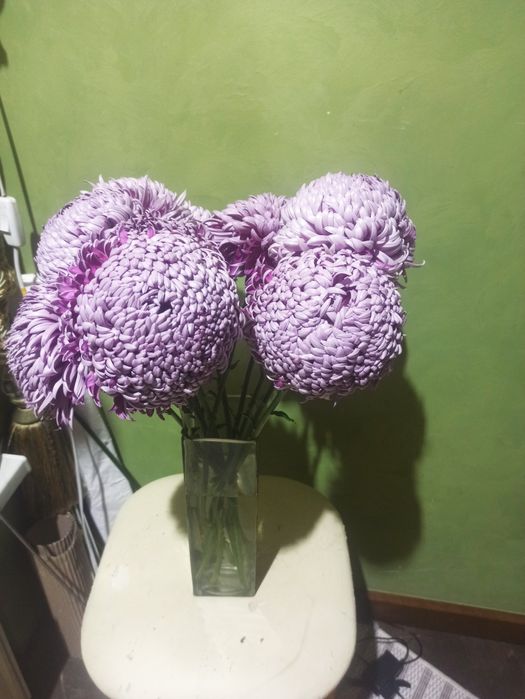 Хризантема бигуди, черенки