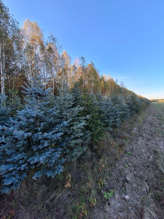 Świerk srebrny, kłujący wys. 1m do 3m