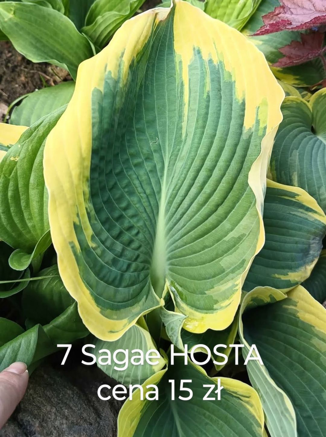 HOSTA Funkia rośliny