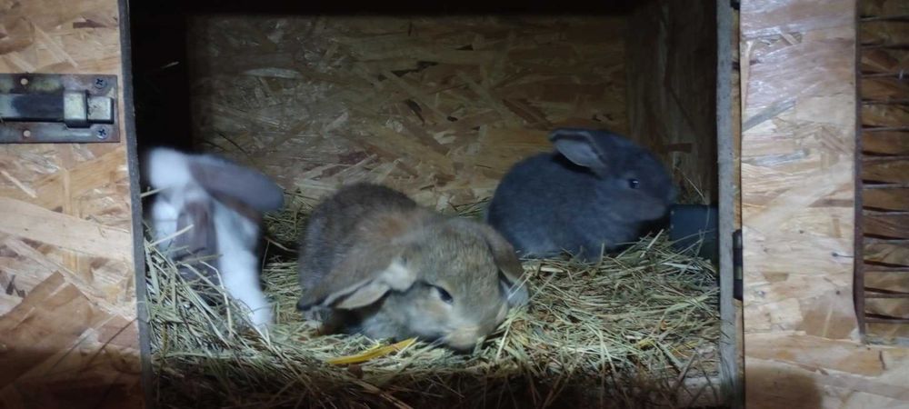 króliki małe  mieszanka barana francuskiego