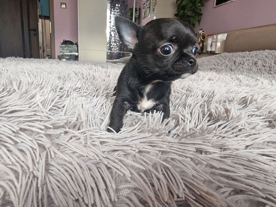 Chihuahua Krótkowłosa. Sunia, meega maleńka dla miłośników tej rasy.