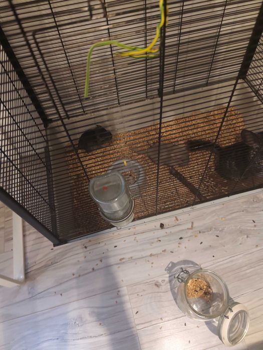 Szynszyl sprzedam szynszyle parke