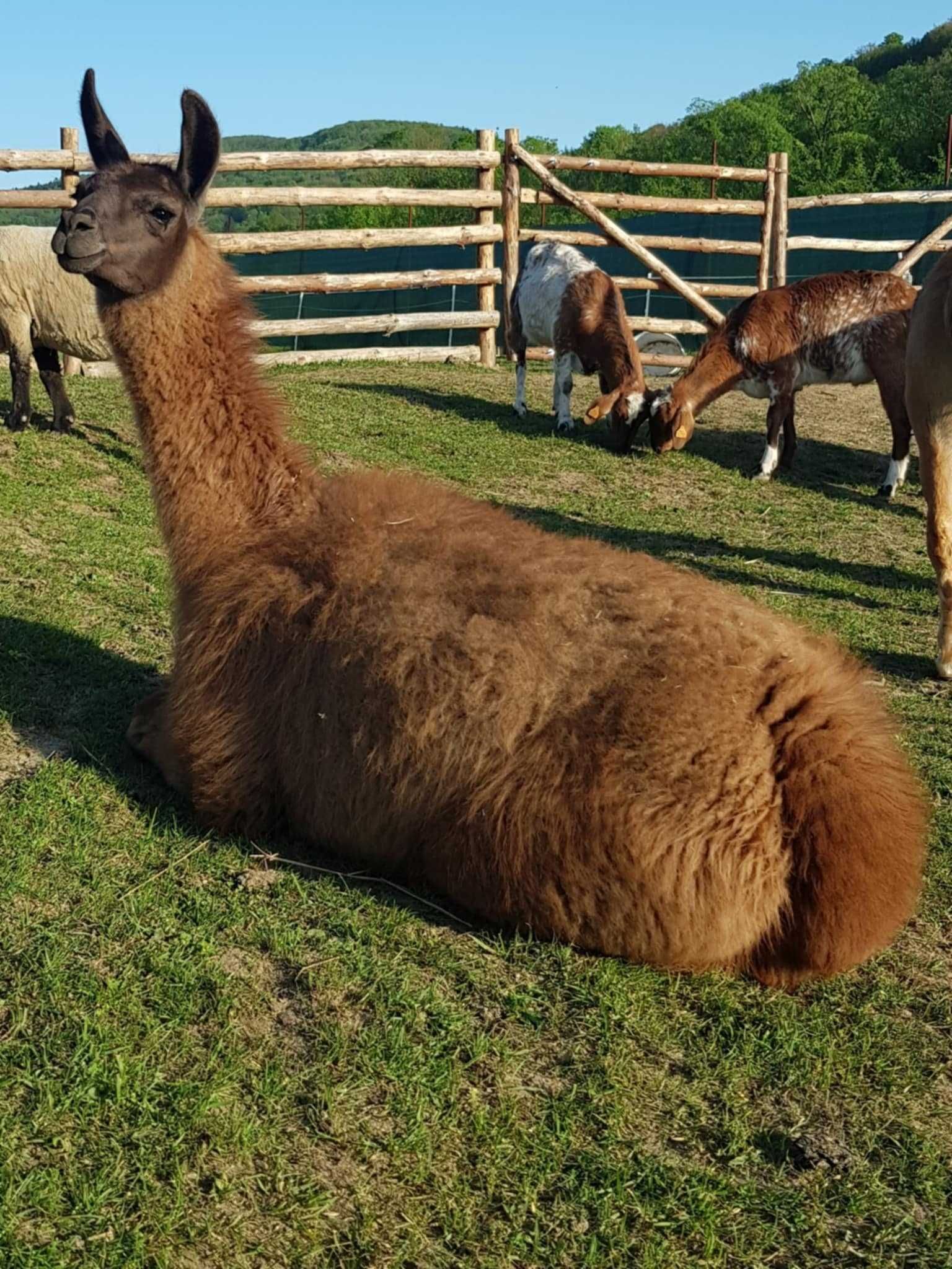 Zagroda Kopytkowo Glamping pole namiotowe nocleg