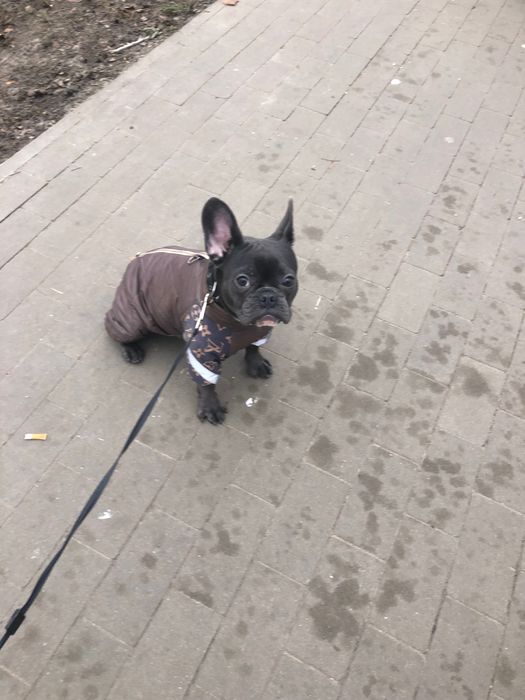 Французький бульдог дівчинка