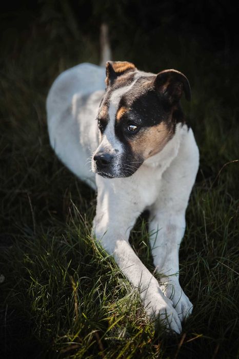 Adwent- duży wesoły przytulak w typie boksera ADOPCJA