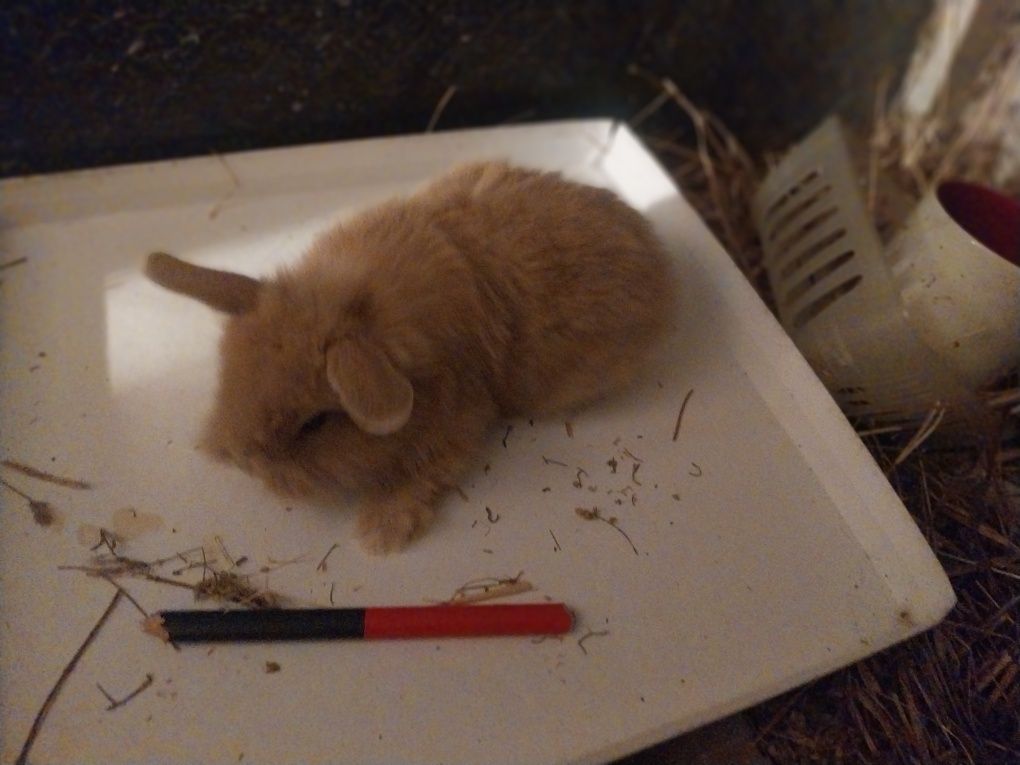 Coelhos anões angorá