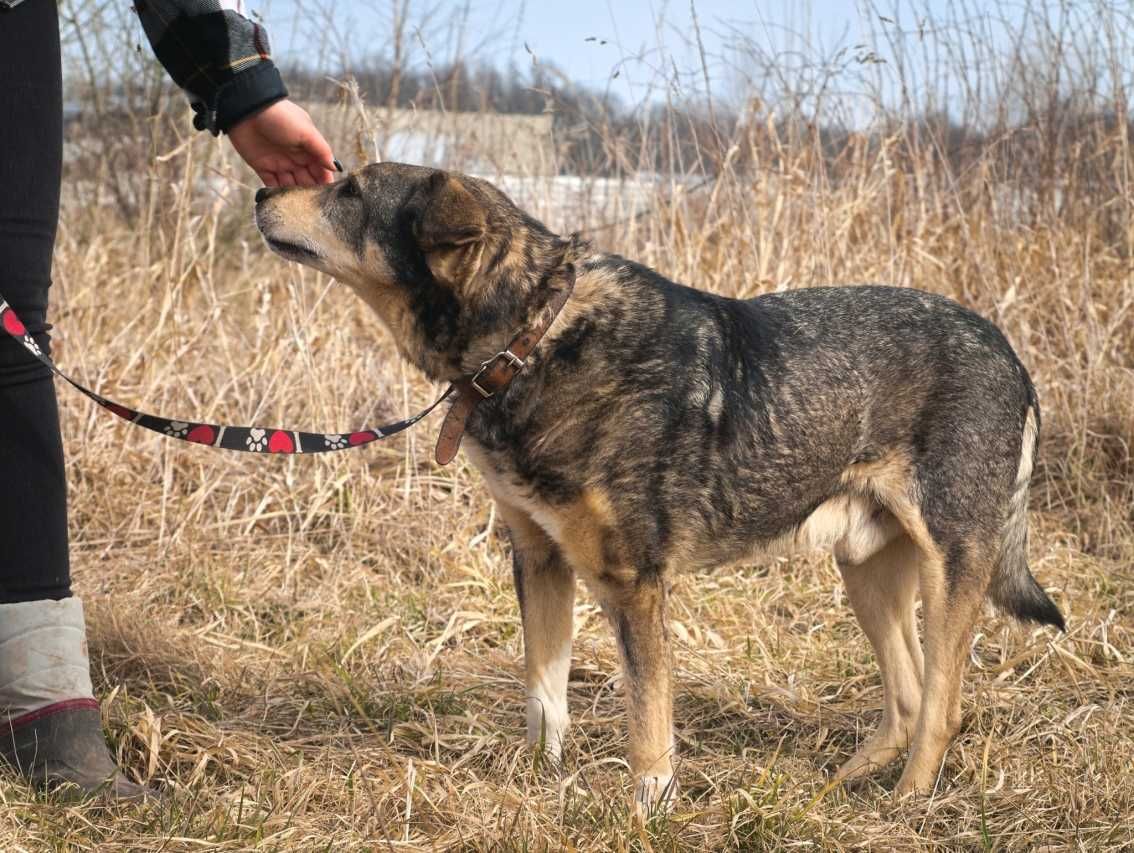 Togo - starszy psiak, spokojny i zrównoważony do adopcji.