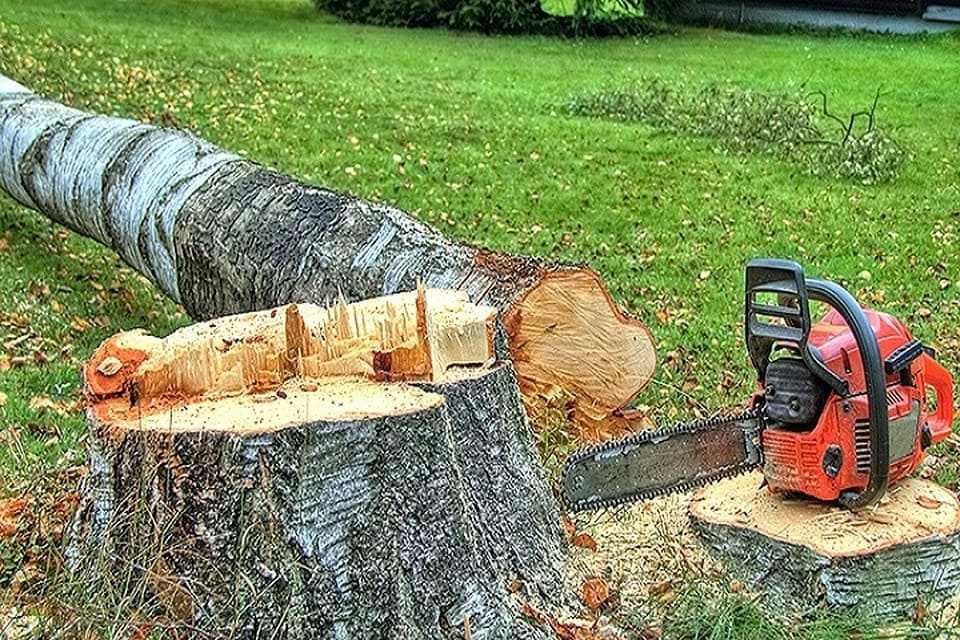 Вирівнювання ділянки Спил Обрізання Видалення дерев